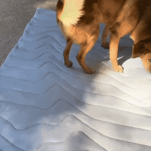 PawFroste